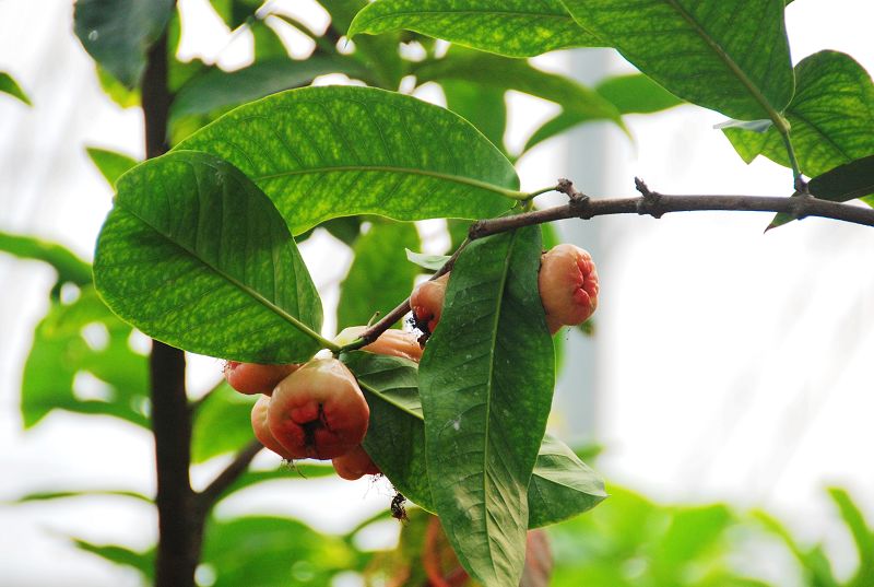 无名花,,,,,,,关键是我没问?