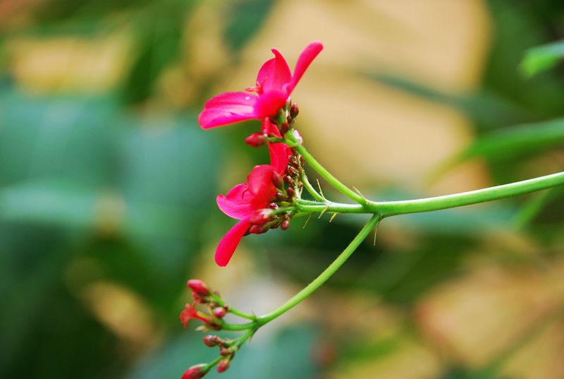 无名花,,,,,,,关键是我没问?