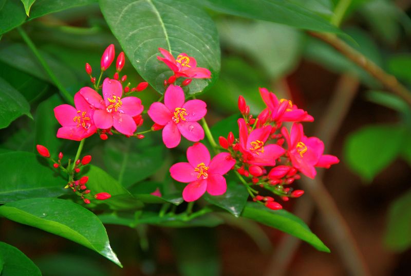 无名花,,,,,,,关键是我没问?