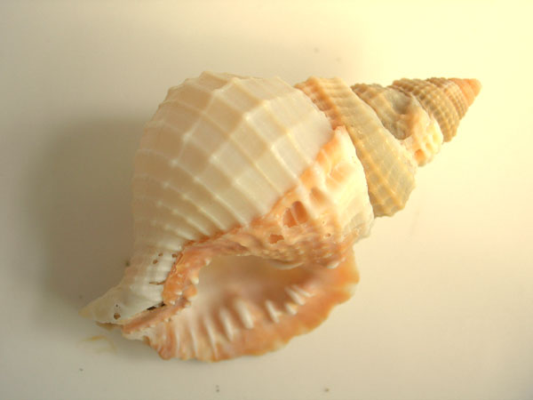 宝贝
