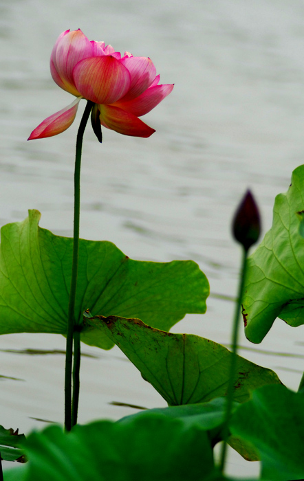 [原创]花卉