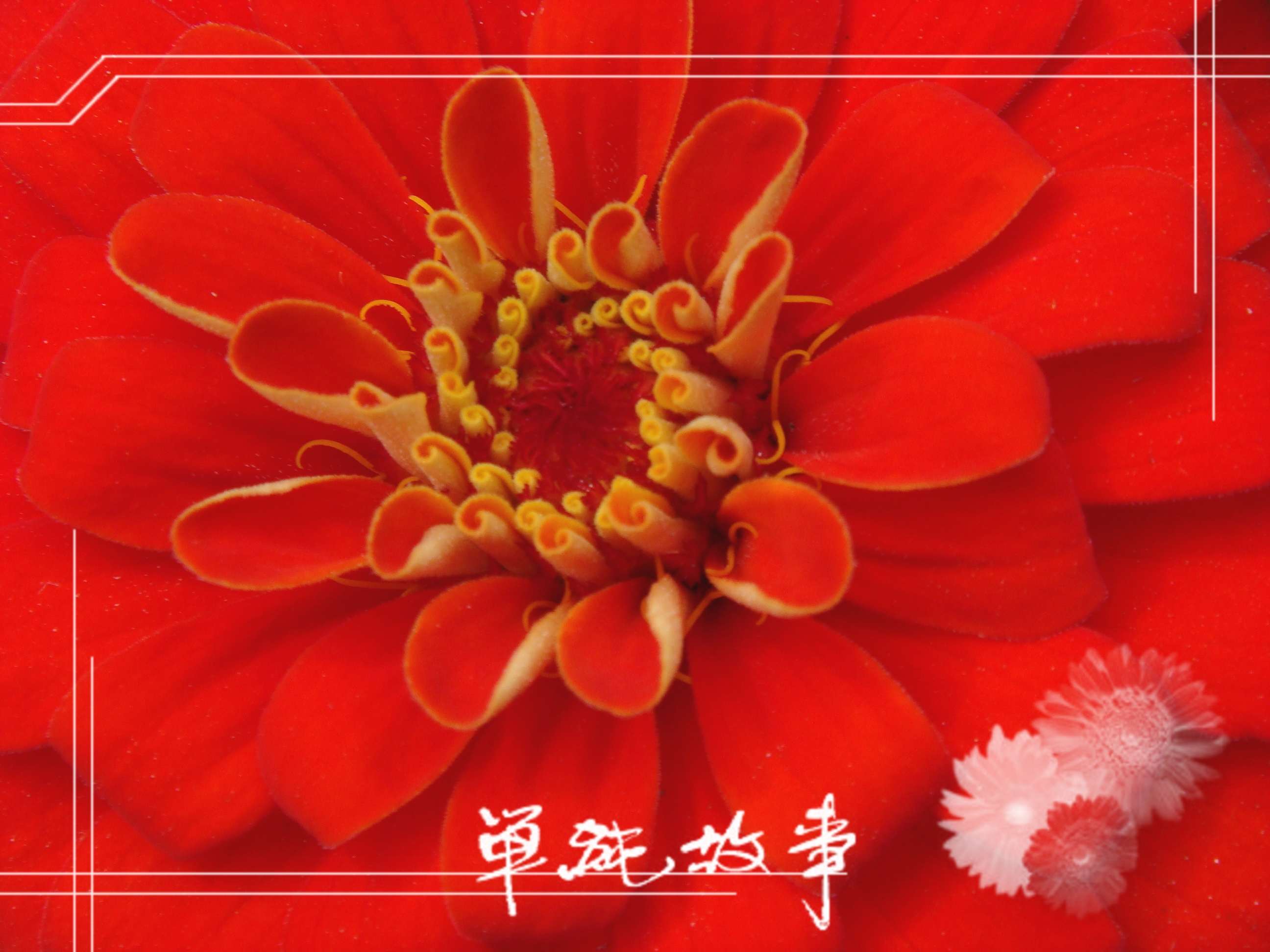 [原创]索尼T20试机－花蕊！！！
