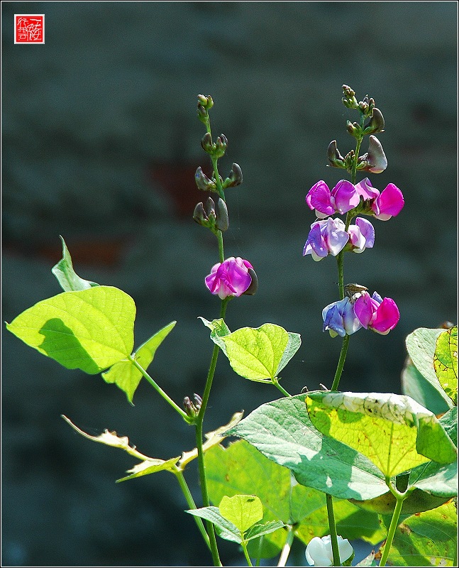 一组花儿~~~~~~~~~
