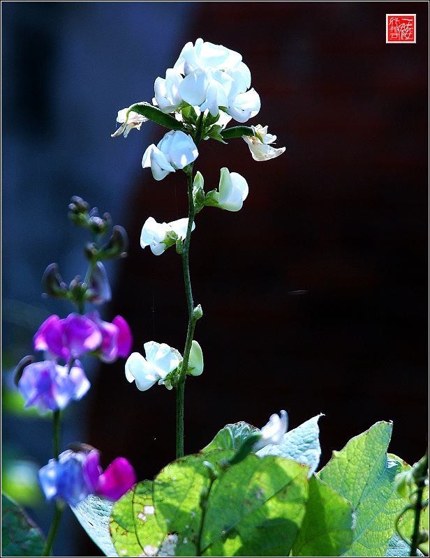 一组花儿~~~~~~~~~