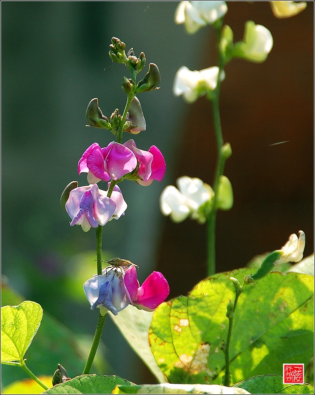一组花儿~~~~~~~~~