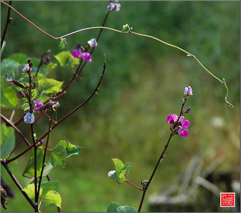 一组花儿~~~~~~~~~