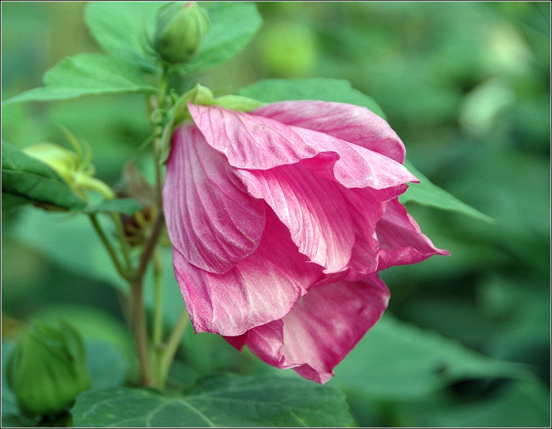 一组花儿~~~~~~~~~