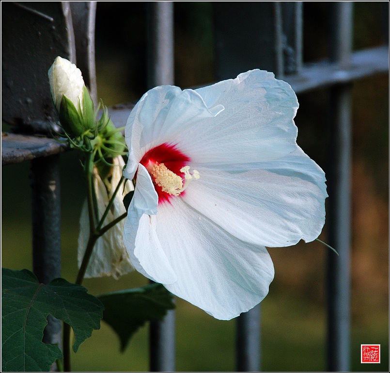 一组花儿~~~~~~~~~
