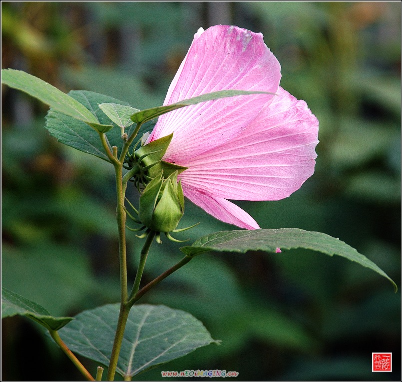 一组花儿~~~~~~~~~