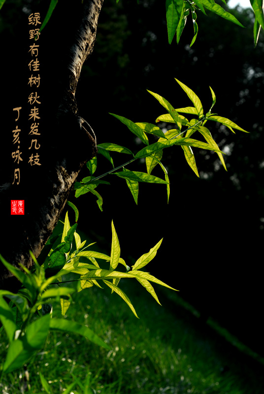 [原创]卉2