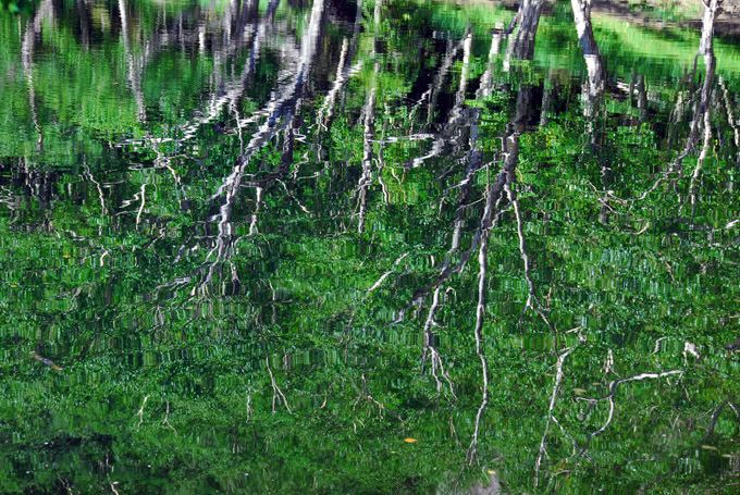 [原创]长白山--植被篇