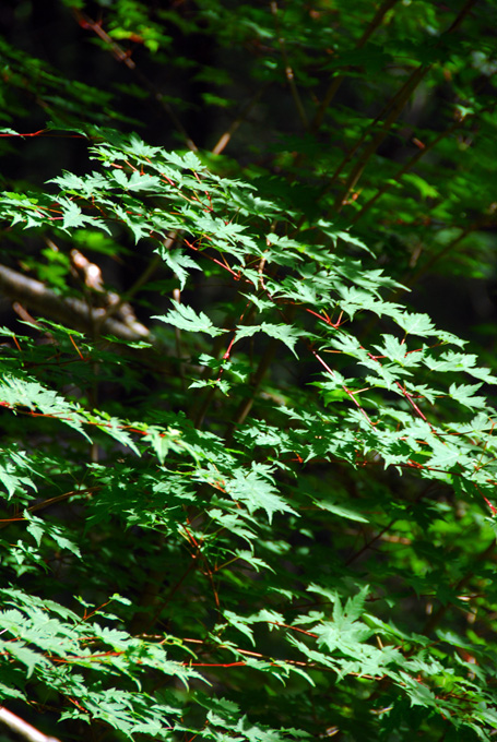 [原创]长白山--植被篇
