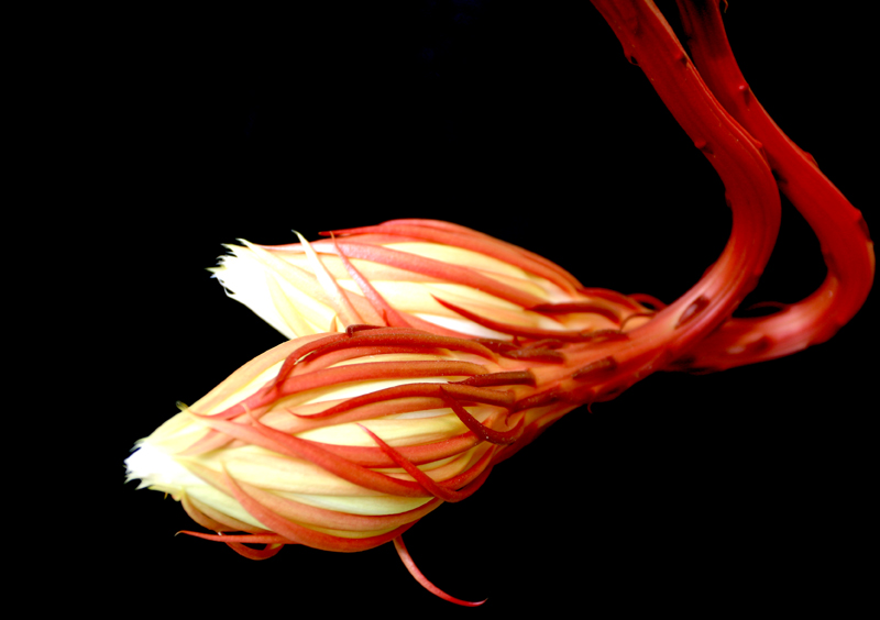 昙花之美