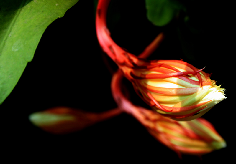 昙花之美