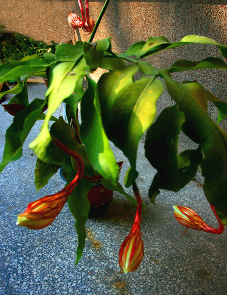 昙花之美