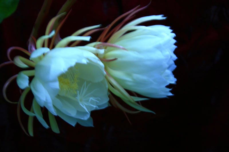 昙花之美