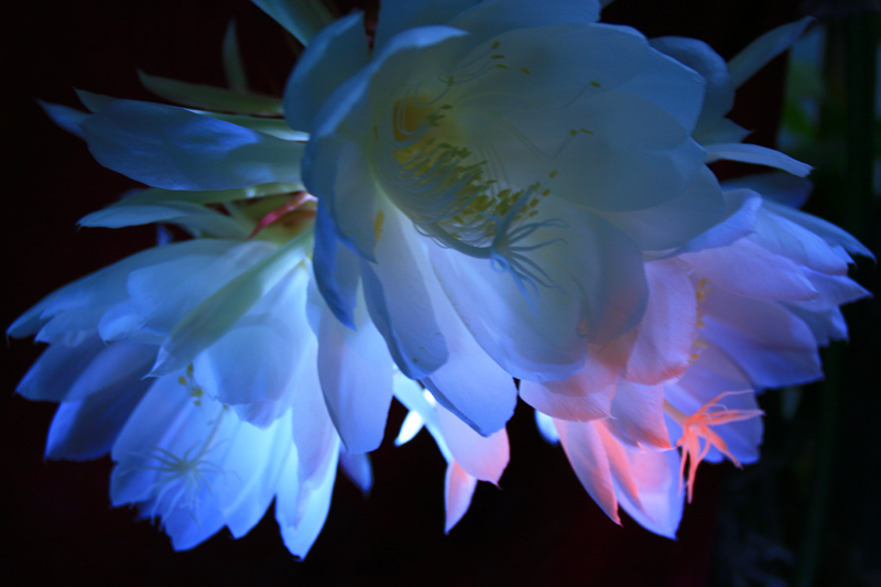 昙花之美