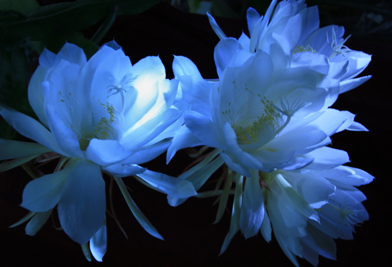 昙花之美