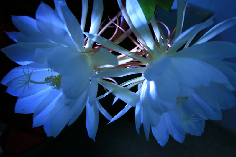 昙花之美