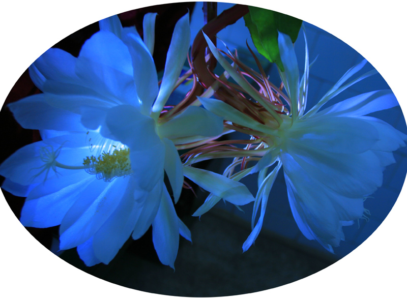 昙花之美