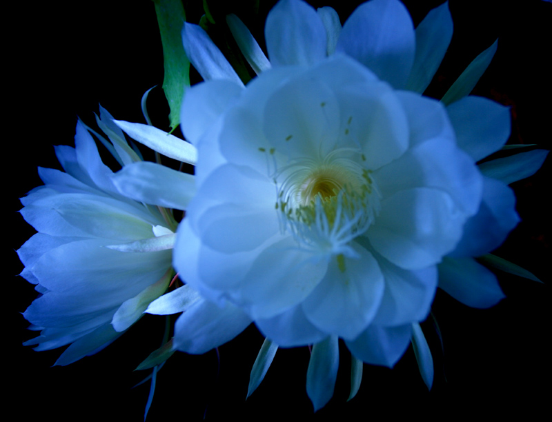 昙花之美
