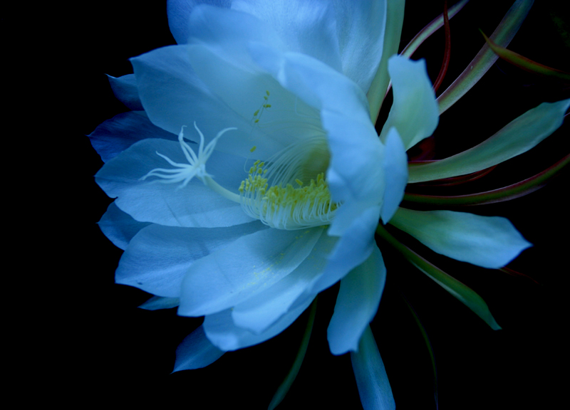 昙花之美