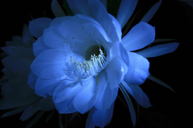 昙花之美