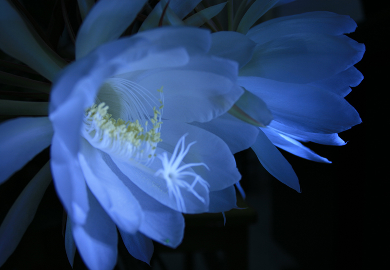 昙花之美