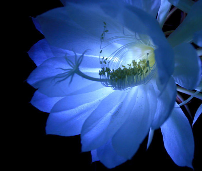 昙花之美