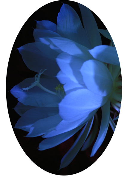 昙花之美