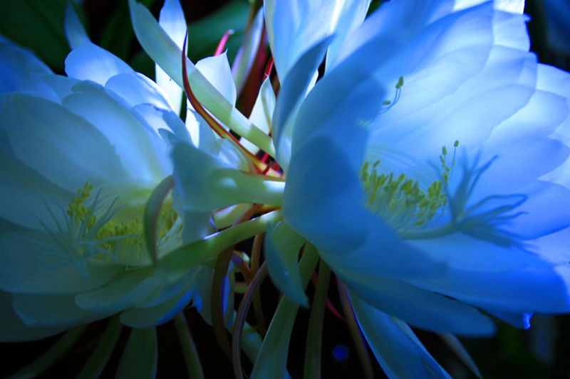 昙花之美