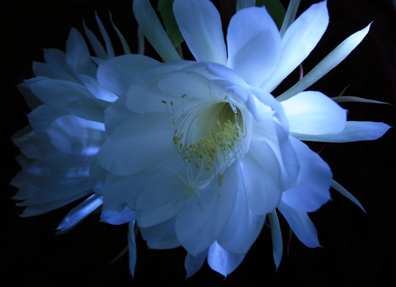 昙花之美