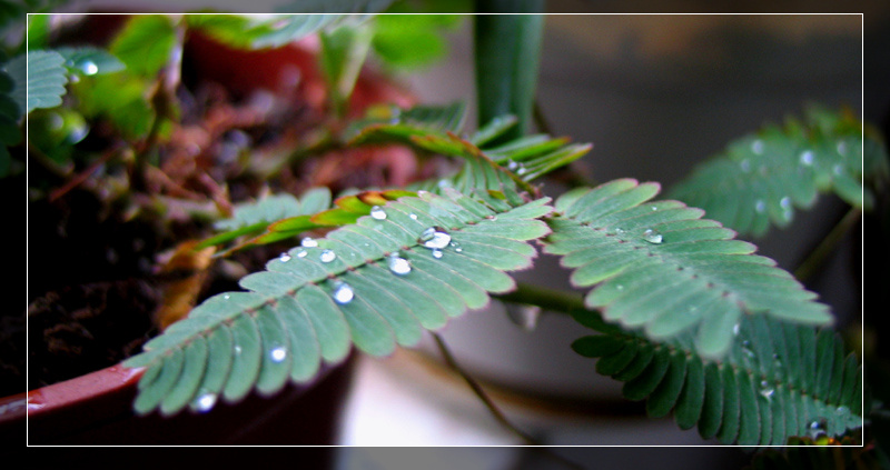 [原创]随手景物含羞草、丝瓜花