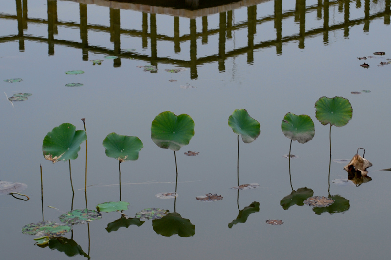 [原创]卉3