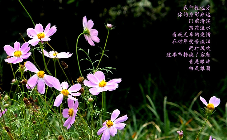 路边花草