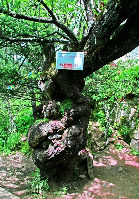 西藏之旅－－神湖巴松措
