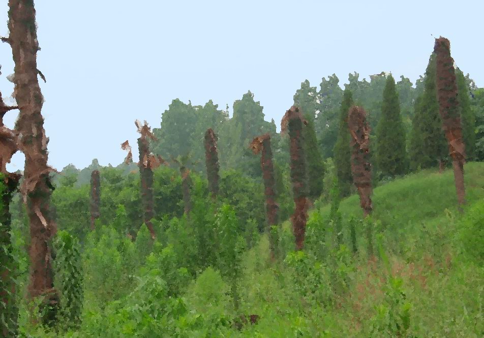 草[组照]