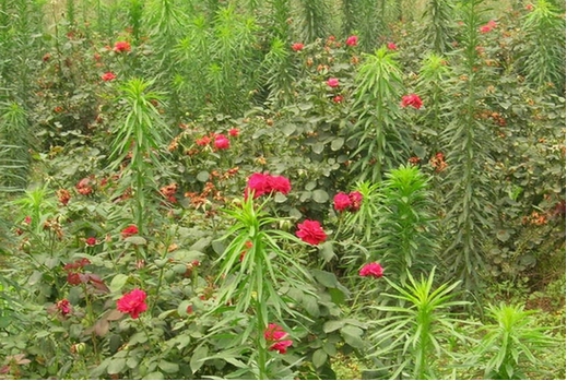 草[组照]