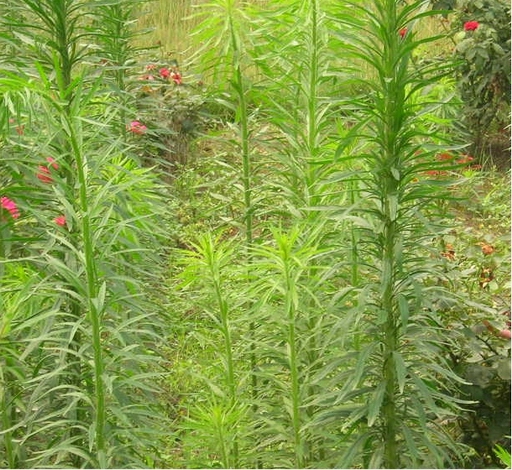 草[组照]