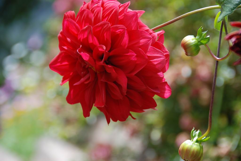 西藏的花