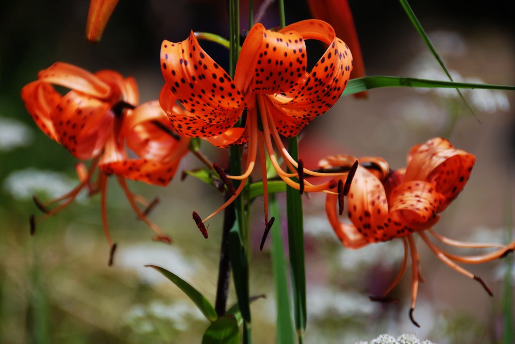 西藏的花