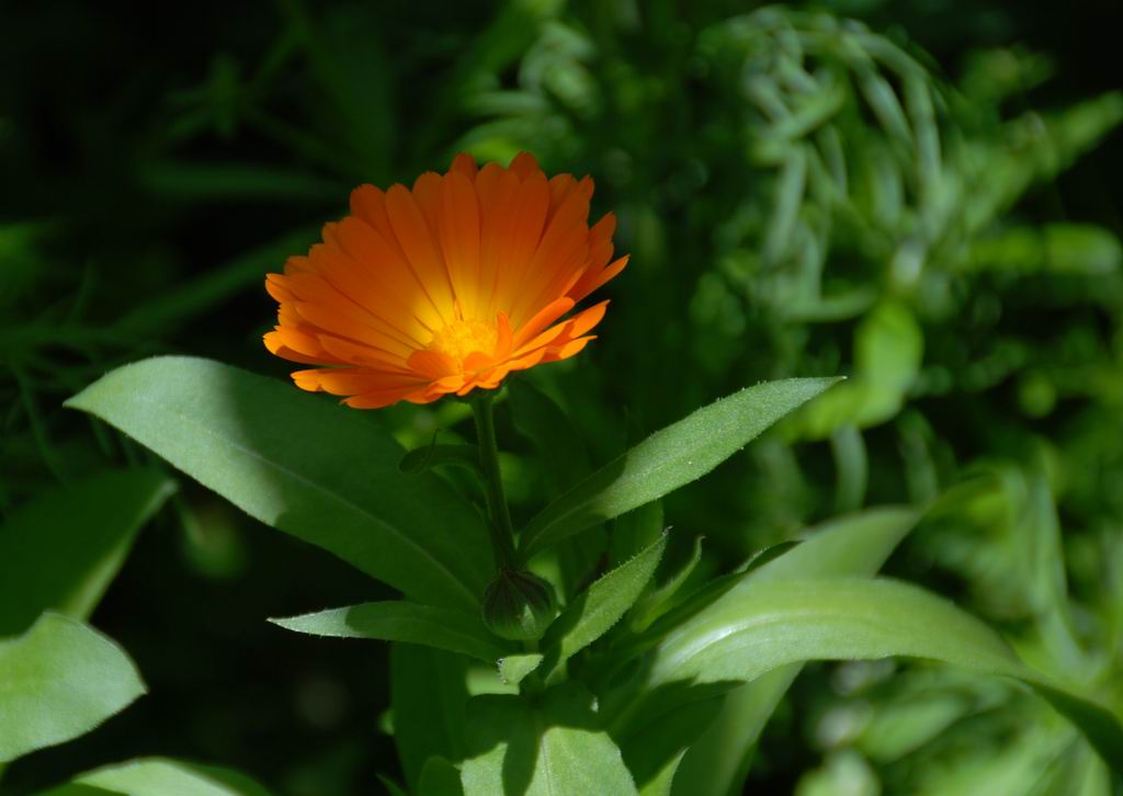 西藏的花