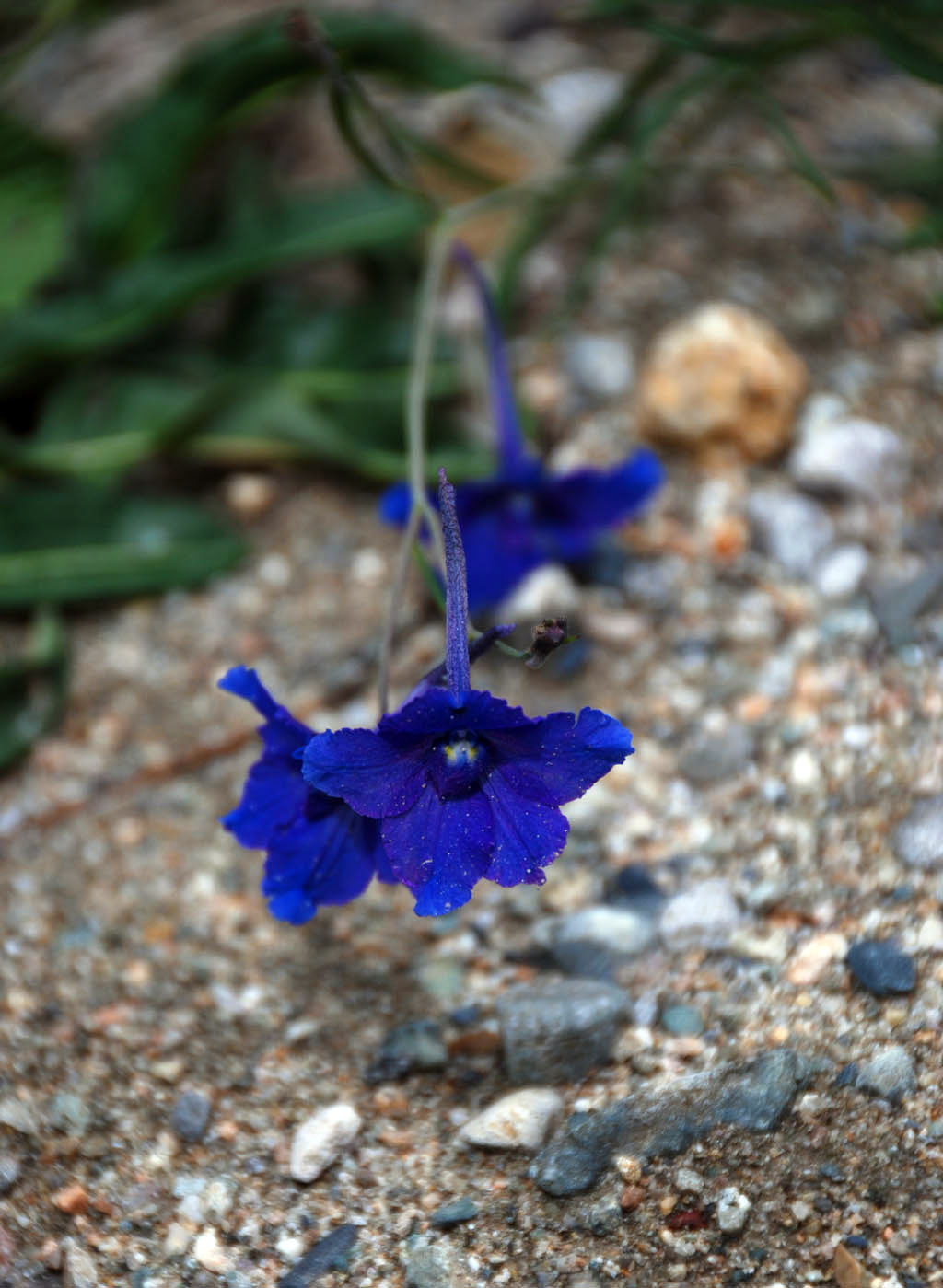 西藏的花