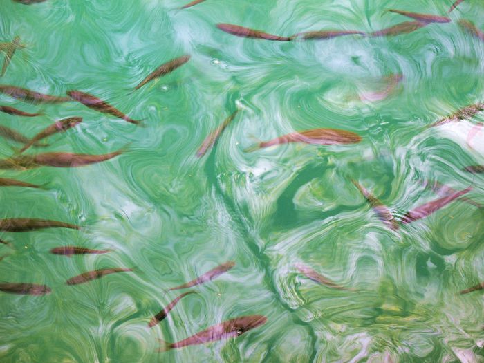 水