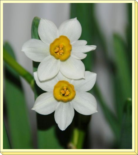 水仙花