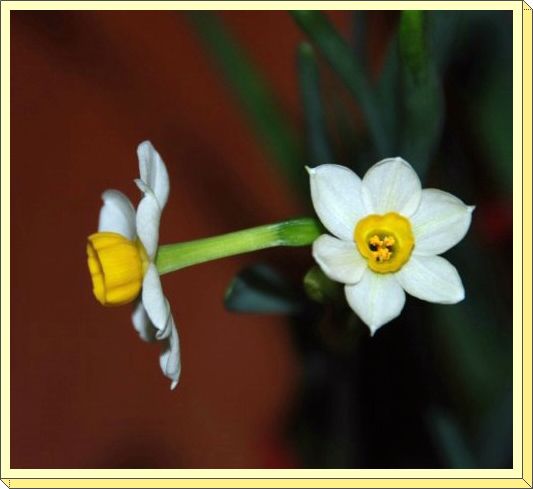 水仙花