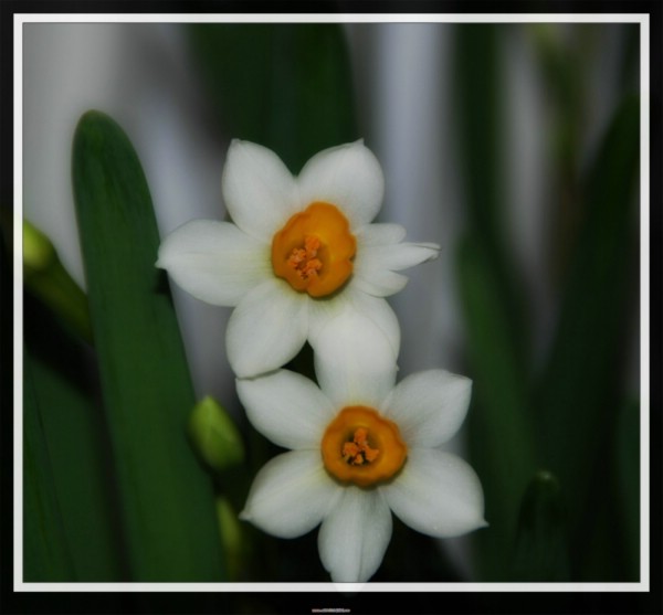 水仙花