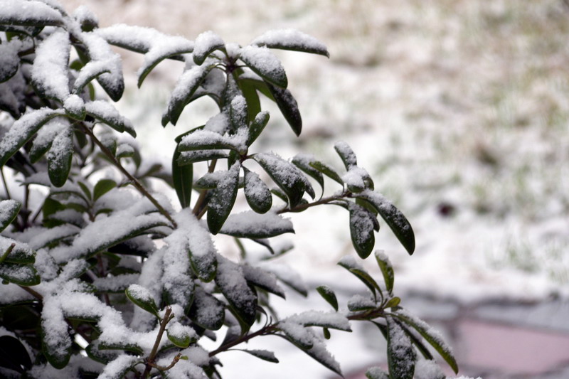 2008年第一场雪