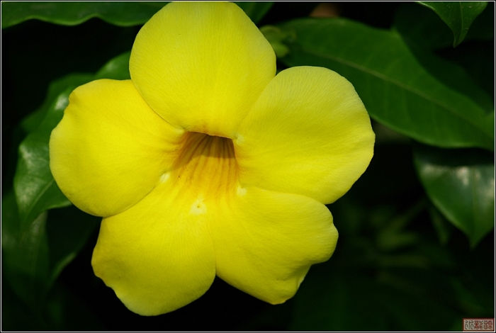 海南系列之冬季黄花分外娇