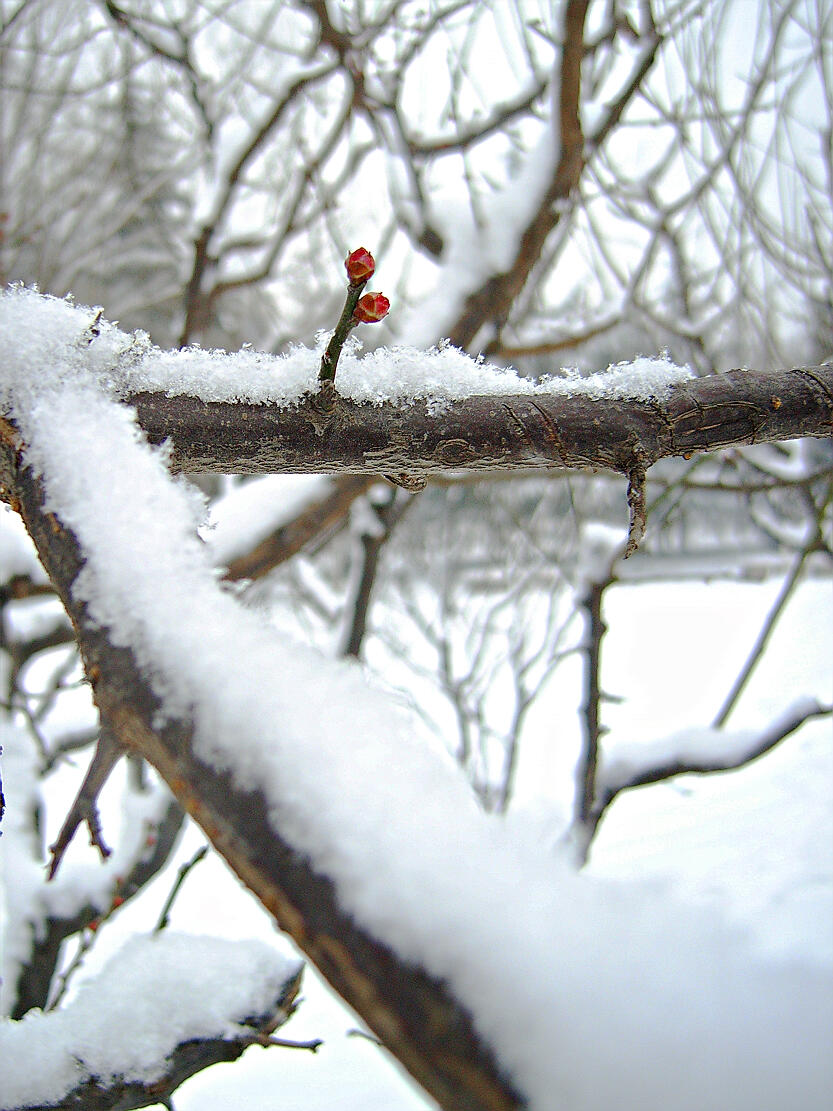 踏雪寻梅